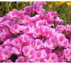 Ешольція Каліфорнійська "Пурпурне сяйво" (40 шт.) Eschscholzia Californica Purple Glow